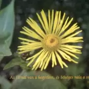 Igés plakát