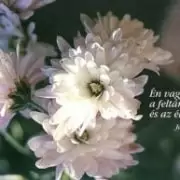 Borítékos képeslap - Feltámadás