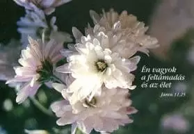Borítékos képeslap - Feltámadás