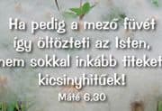 Fű, fa, virág - igés kártyák