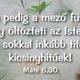 Fű, fa, virág - igés kártyák