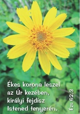 Virágok - mini kártyák